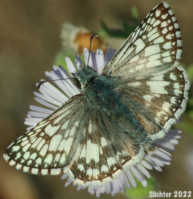 Common Checkered Skipper: Pyrgus communis
